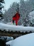 en foret, aigoual