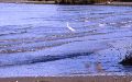 aigrette en camargue