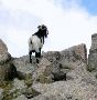 bouc sauvage de saburo, encantats
