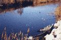 une barge en camargue