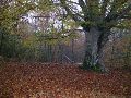 parc des volcans d'Auvergne