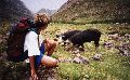 rencontre avec des cochons sauvages, corse