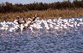 flamants roses, camargue