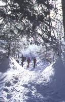 dans la foret d'aude, capcir