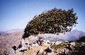 le hêtre légendaire du col san pietru, corse