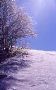 givre et hêtre, pises