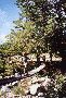 pont de singe sur le tavignano, corse