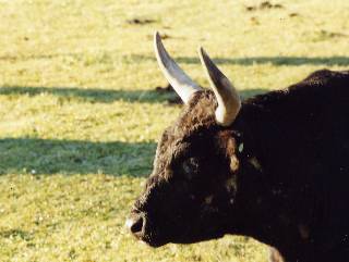 taureau camarguais