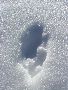 une patte
