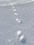  piste de renard en relief